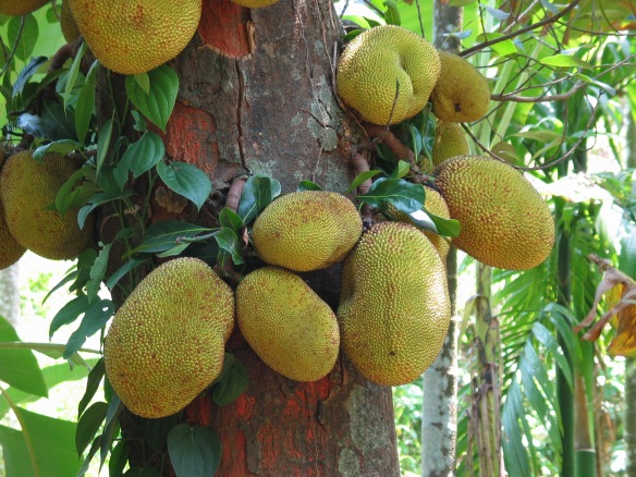 Jackfruit, southern Goa, India